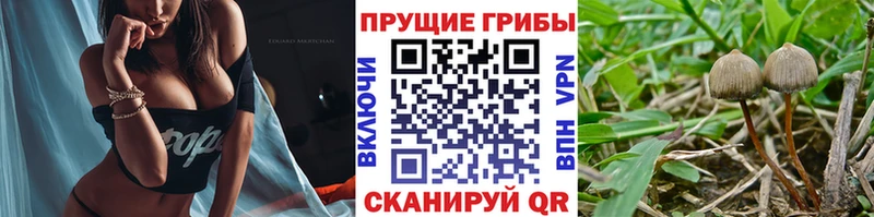 Псилоцибиновые грибы Psilocybine cubensis  закладки  Онега 